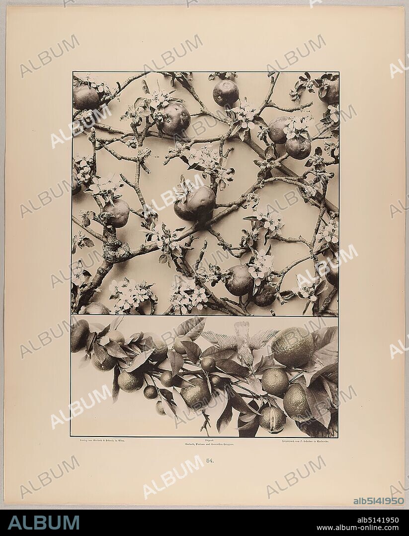 Martin Gerlach, J. Schober, Verlag Gerlach und Schenk, filling and festoon from apple blossoms with fruit, orange branch with fruit and kingfisher, Staatliche Landesbildstelle Hamburg, collection on the history of photography, paper, collotype, sheet size: height: 40.10 cm; width: 32.10 cm, inscribed: recto: Verlag von Gerlach & Schenk in Vienna, Déposé. Gerlach, Festons and decorative groups, collotype by J. Schober in Karlsruhe. Numbering, Landesbildstelle, handwritten inv. no, photography, plants and herbs, plant ornaments, birds.