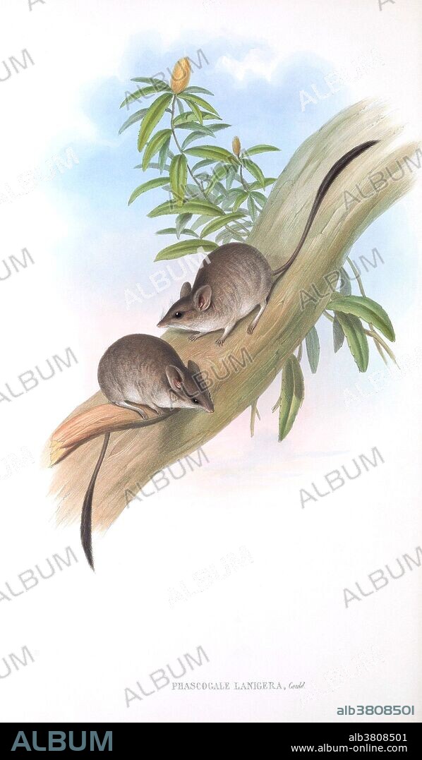 Kultarr (Antechinomys laniger, previously Phascogale lanigera) illustration from The Mammals of Australia, written and published by John Gould, 1863. Printed by Taylor and Francis, London. The kultarr lives in the plains of central Australia, and eats a variety of invertebrates.
