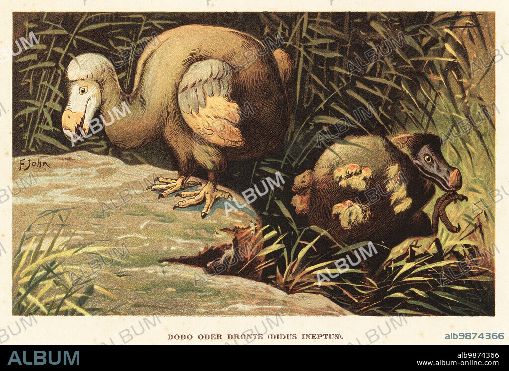 Dodo, Raphus cucullatus, flightless bird hunted to extinction on Mauritius in the 17th century. Dodo oder Dronte, Didus ineptus. Colour printed illustration by F. John from Wilhelm Bolsches Tiere der Urwelt (Animals of the Prehistoric World), Reichardt Cocoa company, Hamburg, 1908.