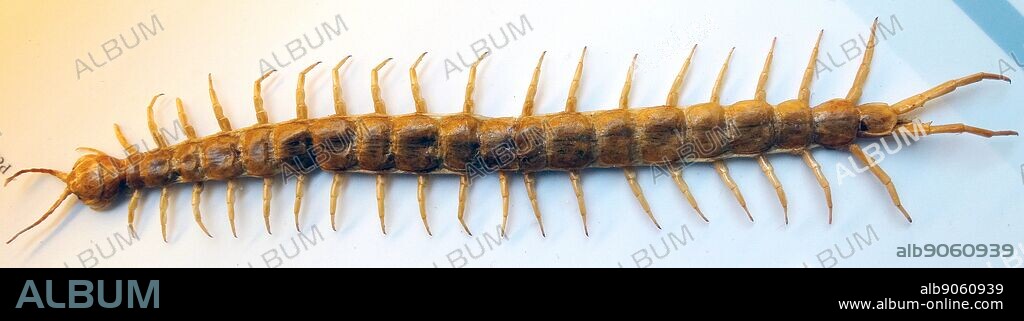 Scolopendra morsitans (Giant Centipede) Tanzanian blue ringleg or red-headed centipede, is a species of centipede in the family Scolopendridae. Dated 1758.