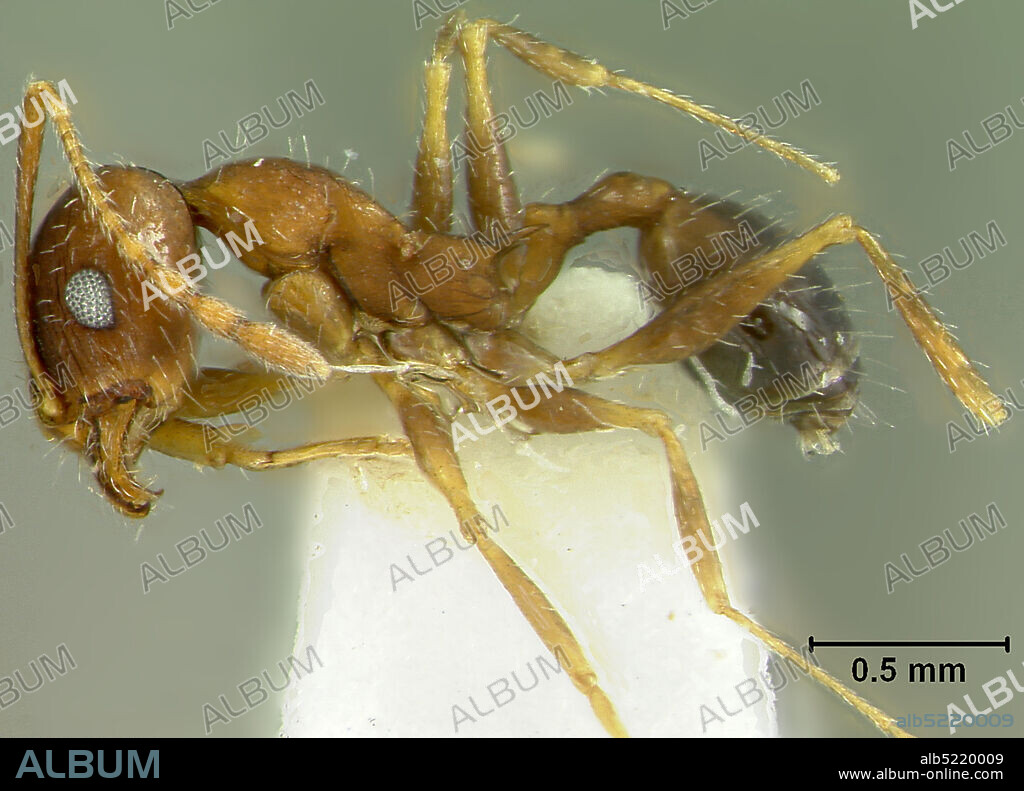 Ashley Creek, near Vernal, Uintah, Utah, United States, Pheidole (Ceratopheidole) grundmanni Smith, 1953, Animalia, Arthropoda, Insecta, Hymenoptera, Formicidae, Myrmicinae.
