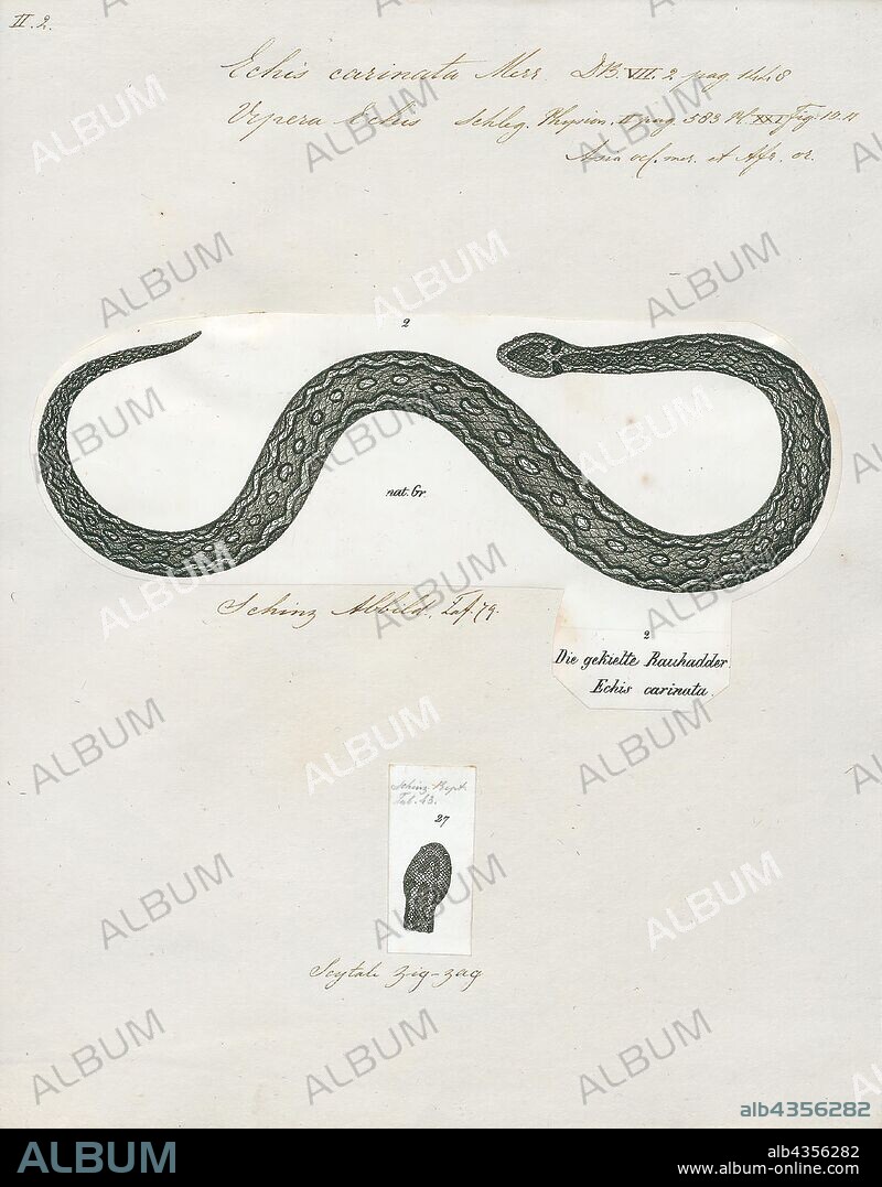 Echis carinata, Print, Echis carinatus is a venomous viper species found in parts of the Middle East and Central Asia, and especially the Indian subcontinent. It is the smallest member of the big four snakes that are responsible for causing the most snakebite cases and deaths, due to various factors including their frequent occurrence in highly populated regions, and their inconspicuous nature. Five subspecies are currently recognized, including the nominate subspecies described here., 1700-1880.