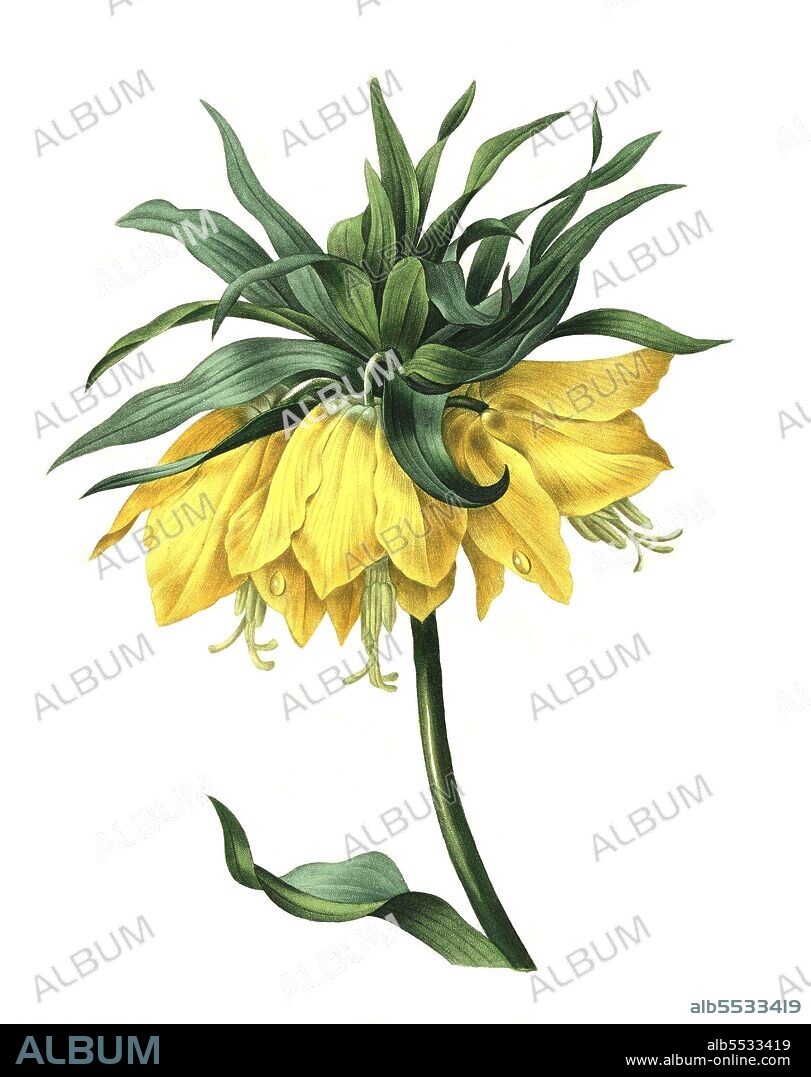 Kaiserkrone, Fritillaria imperialis, eine Pflanzenart aus der Gattung der Fritillaria in der Familie der Liliengewachse .