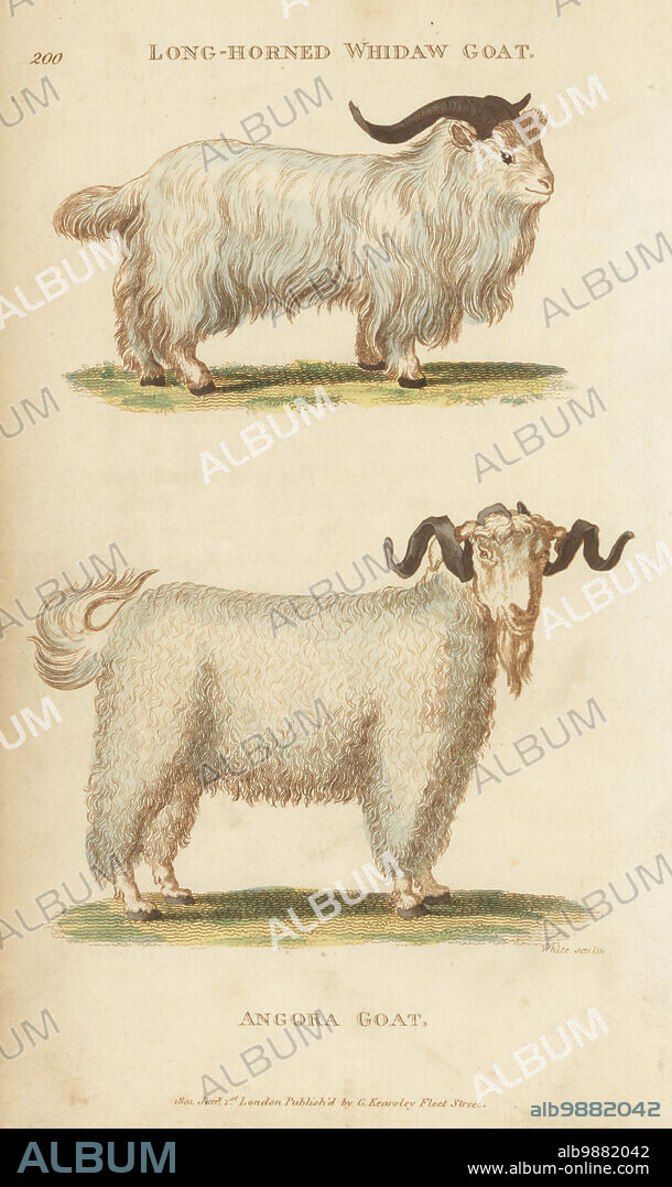 Judas goat, Bouc de Juda, Capra aegagrus var. reversa, and Angora or Ankara goat, Capra hircus angorensis. Long-horned whidaw goat, Capra reversa, and Angora goat, Capra angorensis. Handcoloured copperplate engraving by White from George Shaws General Zoology: Mammalia, Thomas Davison, London, 1801.