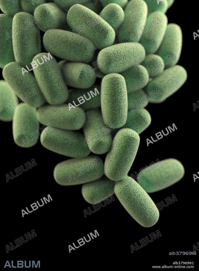 Clostridium perfringens Bacteria, 3D Model