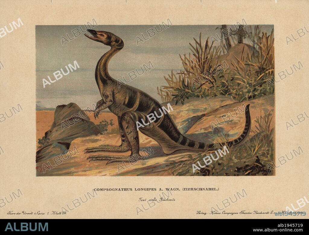 Compsognathus longipes, an extinct genus of small, bipedal, carnivorous theropod dinosaur from the Jurassic. Colour printed (chromolithograph) illustration by F. John from "Tiere der Urwelt" Animals of the Prehistoric World, 1910, Hamburg. From a series of prehistoric creature cards published by the Reichardt Cocoa company.