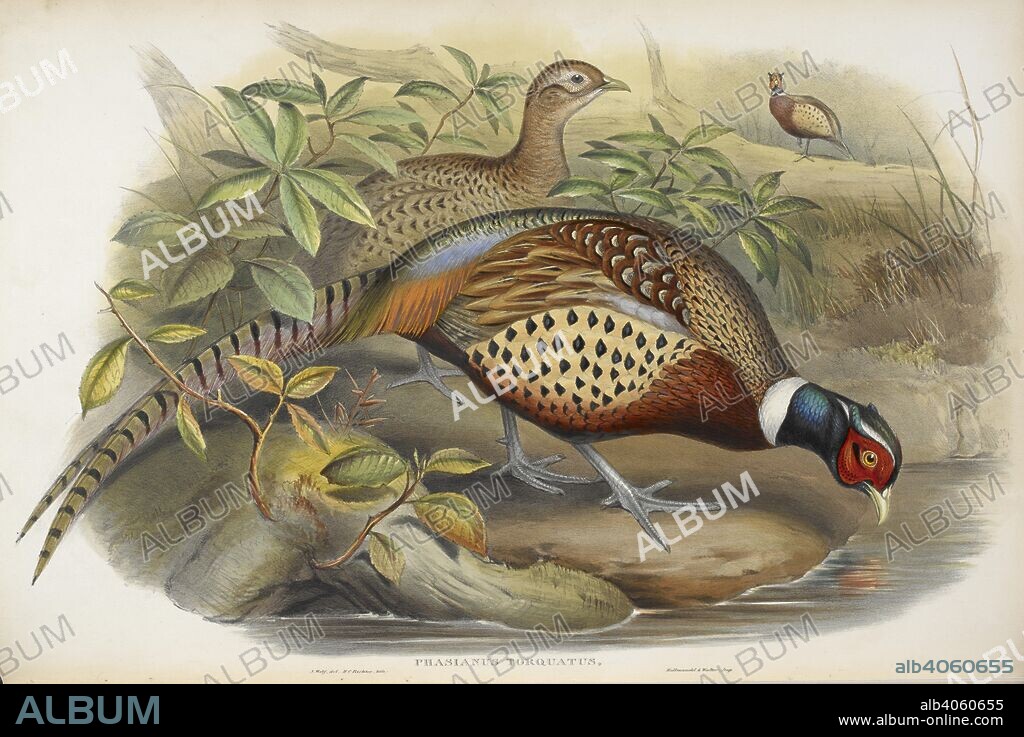 JOHN GOULD. Phasanianus Torquatus. Pheasants. The Birds of Asia. London, 1850-83. Source: X 364, vol. VIII.
