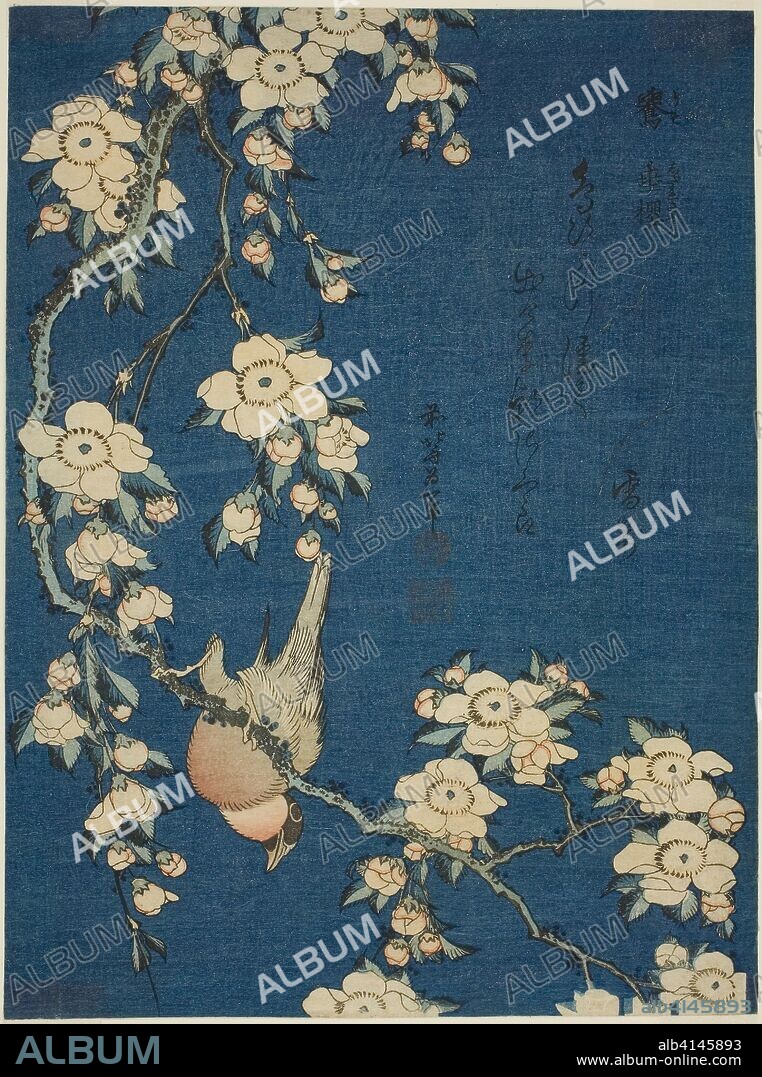 Bullfinch and Weeping Cherry (Uso, shidarezakura), from an untitled series of flowers and birds. Katsushika Hokusai ?? ??; Japanese, 1760-1849. Date: 1829-1839. Dimensions: 10 x 7 1/2 in. Color woodblock print; chuban. Origin: Japan.