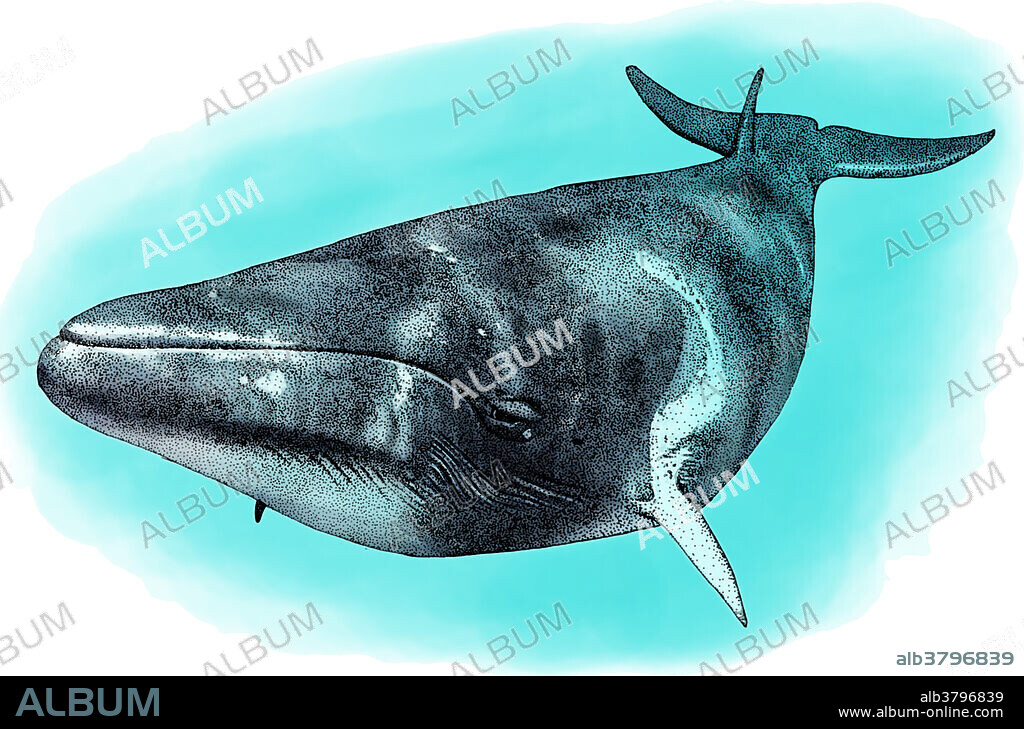 Illustration of the Common Minke Whale (Balaenoptera acutorostrata), a species of minke whale within the suborder of baleen whales. It is the second smallest species of baleen whale.