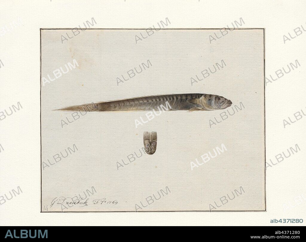 Gobius spec., Print, Gobius is a genus of fish in the family Gobiidae native to fresh, brackish and marine waters of and around Europe, Africa and Asia. It contains the typical gobies, being the type genus of the formerly recognised subfamily Gobiinae and family and the namesake genus of its order Gobiiformes., 1769.