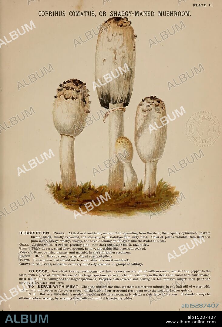 Mushrooms of America, Boston, L. Prang & Co. [1885], mushrooms, cookery, mushrooms, Woods Hole, This depiction showcases the Coprinus comatus, commonly known as the shaggy mane mushroom. The illustration features several mushrooms with tall, cylindrical stems and distinctive shaggy, white caps that display a textured appearance. The tallest mushroom stands prominently in the center, flanked by two smaller specimens. Each mushroom displays a gradual change in size and proportion, emphasizing their natural growth patterns. The accompanying text provides a description, including key characteristics, habitat, and culinary uses, along with guidance for foraging and preparing the mushrooms. The overall composition highlights the unique morphology of these fungi, including their delicate yet striking visual appeal.