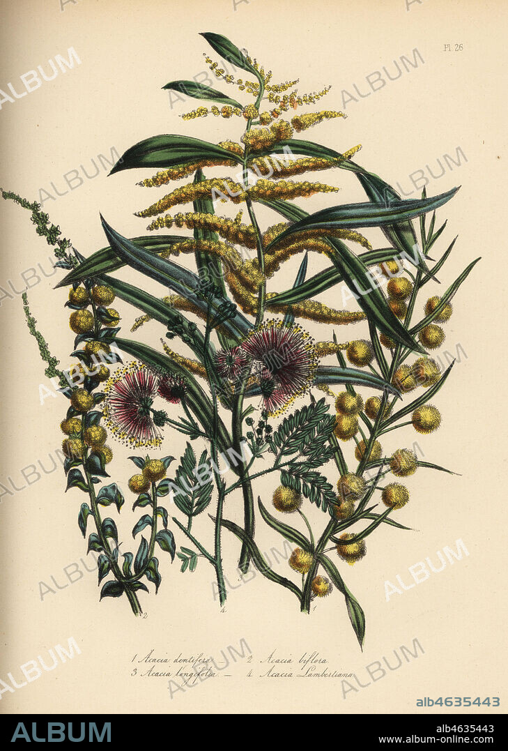Toothed acacia, Acacia dentifera, twin-flowered, Acacia biflora, long-leaved, Acacia longifolia, and Mr. Lambert's acacia, Acacia lambertiana. Handfinished chromolithograph by Henry Noel Humphreys after an illustration by Jane Loudon from Mrs. Jane Loudon's Ladies Flower Garden or Ornamental Greenhouse Plants, William S. Orr, London, 1849.