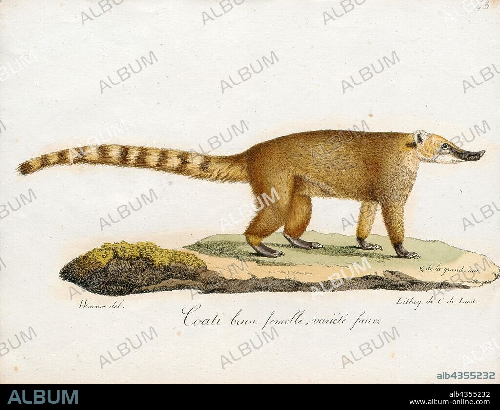 Nasua narica, Print, The white-nosed coati (Nasua narica), also known as the coatimundi, is a species of coati and a member of the family Procyonidae (raccoons and their relatives). Local Spanish names for the species include pizote, antoon, and tejón, depending upon the region. It weighs about 4–6 kg (8.8–13.2 lb). However, males are much larger than females: small females can weigh as little as 2.5 kg (5.5 lb), while large males can weigh as much as 12.2 kg (27 lb). On average, the nose-to-tail length of the species is about 110 cm (3.6 ft) with about half of that being the tail length., 1700-1880.