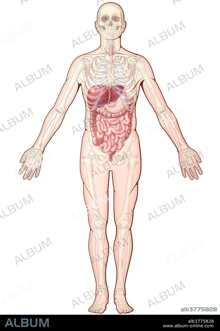 An illustration of the digestive system, including a view of the skeleton.