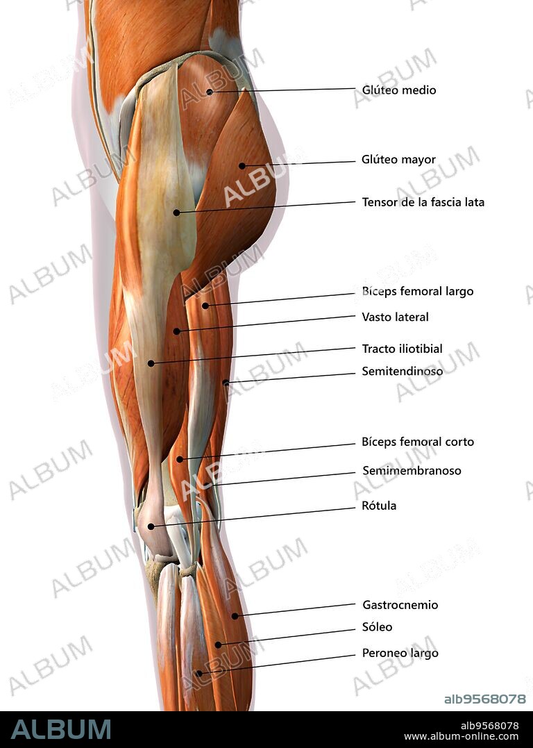 Female leg muscles, lateral view, with labels.