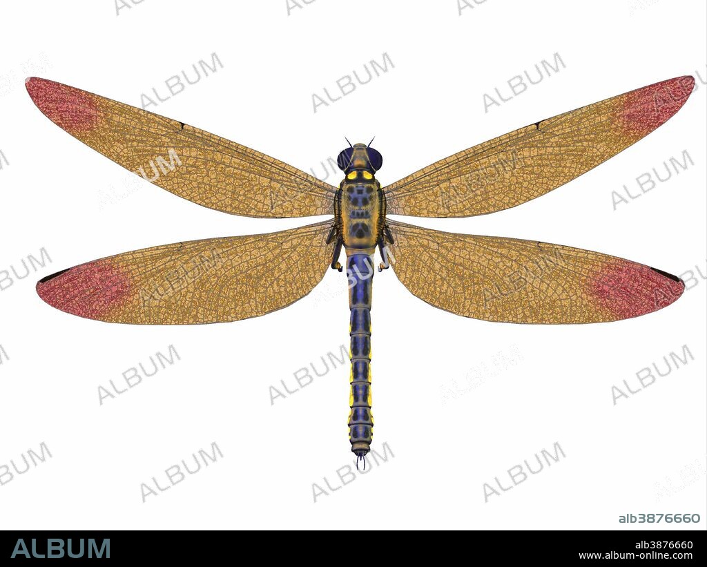 Meganeura was a large carnivorous dragonfly that lived in Europe during the Carboniferous Period.