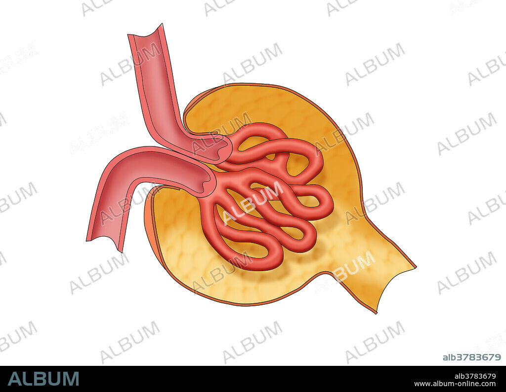 Glomerulus, illustration. A glomerulus is a network (as a tuft) of capillaries located at the beginning of a nephron in the kidney. It serves as the first stage in the filtering process of the blood carried out by the nephron in its formation of urine. The glomerulus is surrounded by a cup-like sac known as Bowman's capsule. The blood plasma is filtered through the capillaries of the glomerulus into the capsule. The Bowman's capsule empties the filtrate into the proximal tubule that is also part of the duct system of the nephron.