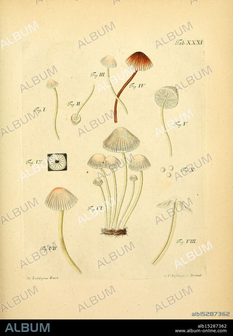 Fungorum qui in Bavaria et Palatinatu circa Ratisbonam nascuntur icones, nativis coloribus expressae. v.1-2. Erlangae, Apud J.J. Palmium, 1800. Germany, Bavaria, Fungi, The New York Botanical Garden, Pictorial Works, This illustration features a variety of mushroom species, meticulously arranged and labeled for identification. Each figure showcases a different type of fungus, highlighting their distinct shapes, sizes, and characteristics. The central figure displays a cluster of delicate, umbrella-shaped caps atop slender stems, emphasizing their graceful appearance. Surrounding it, several smaller fungi exemplify various cap forms, from conical to flat, with intricate detailing that captures their texture. Labels indicate specific figures, aiding in the study and appreciation of mycology. The overall presentation suggests a scientific approach, likely intended for educational purposes, contributing to the understanding of these fascinating organisms.