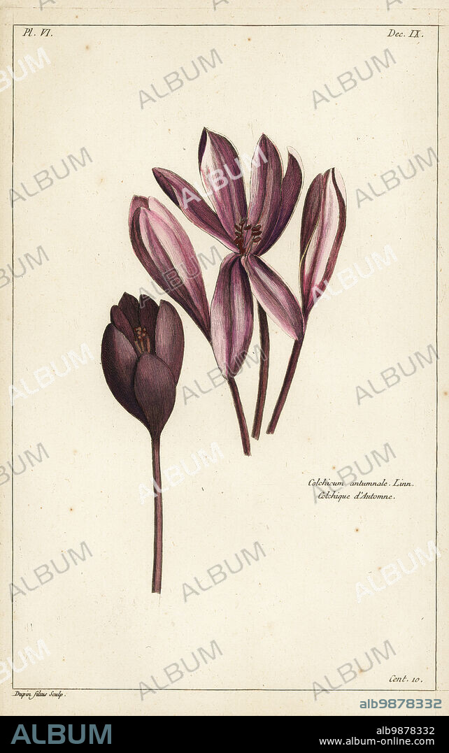 Autumn crocus, meadow saffron or naked ladies, Colchicum autumnale, Linn. Colchique dAutomne. Handcoloured copperplate engraving by Jean Victor Dupin junior from Pierre Joseph Buchoz Herbier Artificial, representant plus de quinze cents plates, tant Européennes quExotiques, Gogue & Nee de La Rochelle, Paris, 1783.