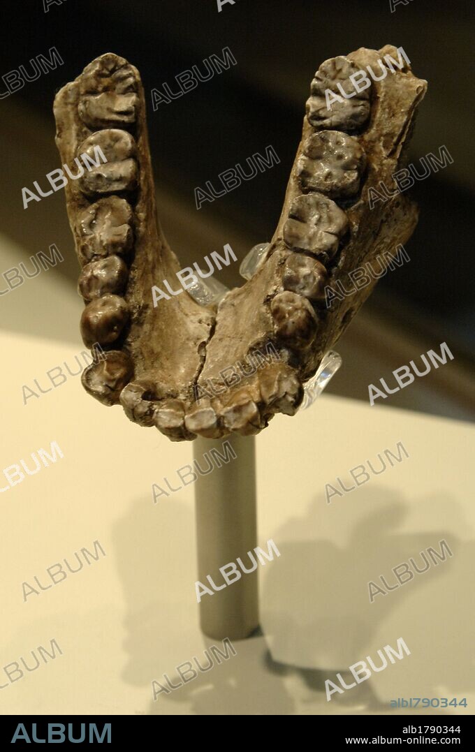 ARTE PREHISTORICO. PLIOCENO. MANDIBULA de AUSTRALOPITHECUS ANAMENSIS. Localizada en Kanapoi, Kenya. Museo de Historia Natural. Londres. Inglaterra. Reino Unido.