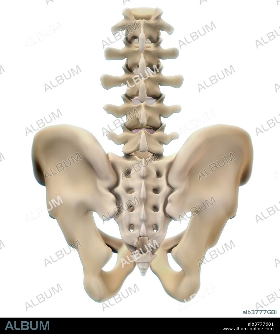 A 3D illustration of a human pelvis from a posterior view, which includes the two hip bones, lumbar vertebrae, sacrum and coccyx.