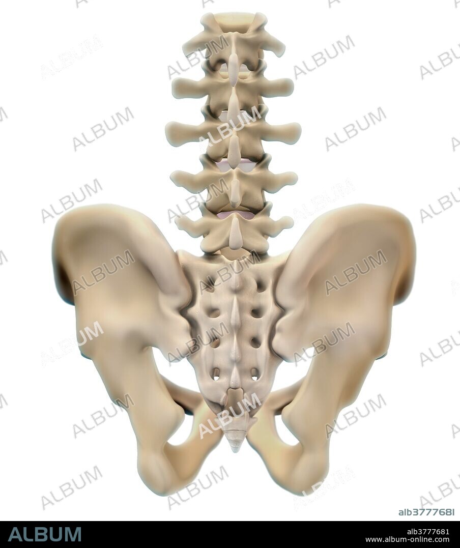 The Bones of the Pelvis and Lower Back: 3D Anatomy Model