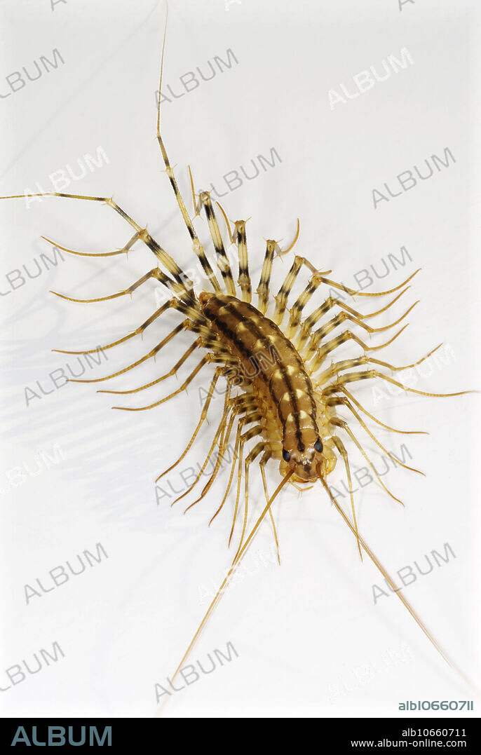 A house centipede, Scutigera coleoptrata. Originally endemic to the Mediterranean region, this species has spread to other parts of the world, where it usually lives in human homes. It is an insectivore: it kills and eats insects.