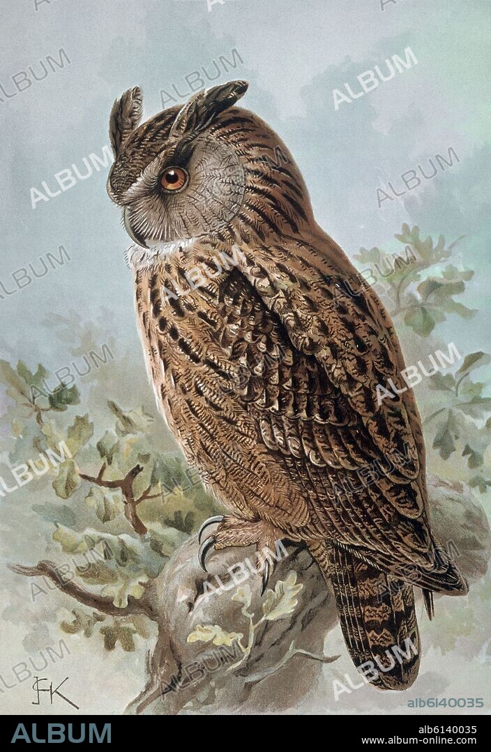 GRABADO-BUHO GRAN DUQUE-MACHO-BUBO BUBO.