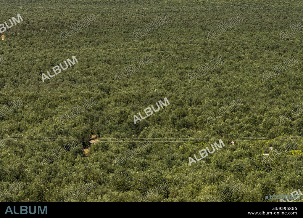 olivares de la loma de Ubeda, Jaen, Andalucia, spain, europe.