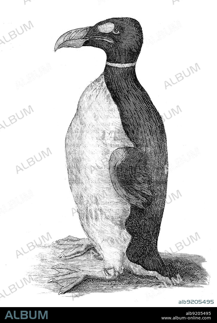 Only known illustration of a Great Auk drawn from life. This was the pet of Danish physician and natural historian Olaus Wormius a.k.a. Ole Worm (1588-1654). He received it from the Faroe Islands and it was featured in his book Museum Wormianum, 1655. The great auk (Pinguinus impennis) is a species of flightless alcid that became extinct in the mid-19th century. It was the only modern species in the genus Pinguinus.