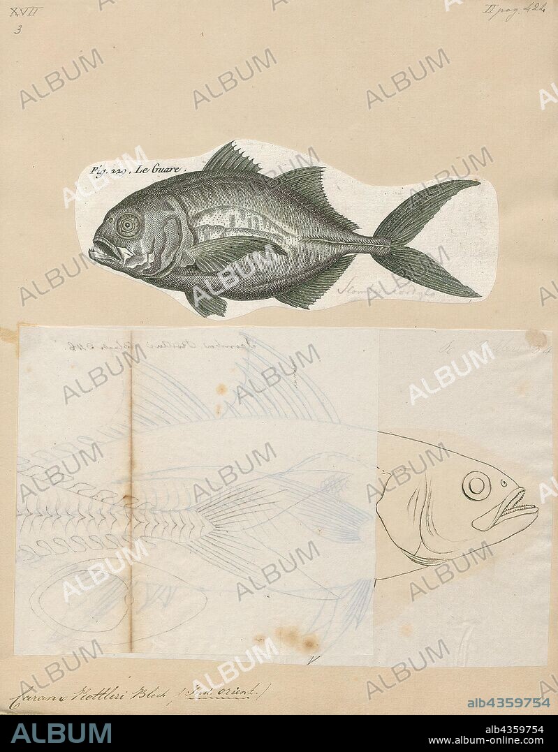 Caranx rottleri, Print, Caranx is a genus of tropical to subtropical marine fishes in the jack family Carangidae, commonly known as jacks, trevallies and kingfishes. They are moderate- to large-sized, deep-bodied fishes which are distinguished from other carangid genera by specific gill raker, fin ray and dentition characteristics. The genus is represented in the Pacific, Indian and Atlantic Oceans, inhabiting both inshore and offshore regions, ranging from estuaries and bays to deep reefs and offshore islands. All species are powerful predators, taking a variety of fish, crustaceans and cephalopods, while they in turn are prey to larger pelagic fishes and sharks. A number of fish in the genus have a reputation as powerful gamefish and are highly sought by anglers. They often make up high amounts of the catch in various fisheries, but are generally considered poor to fair table fishes., 1700-1880.