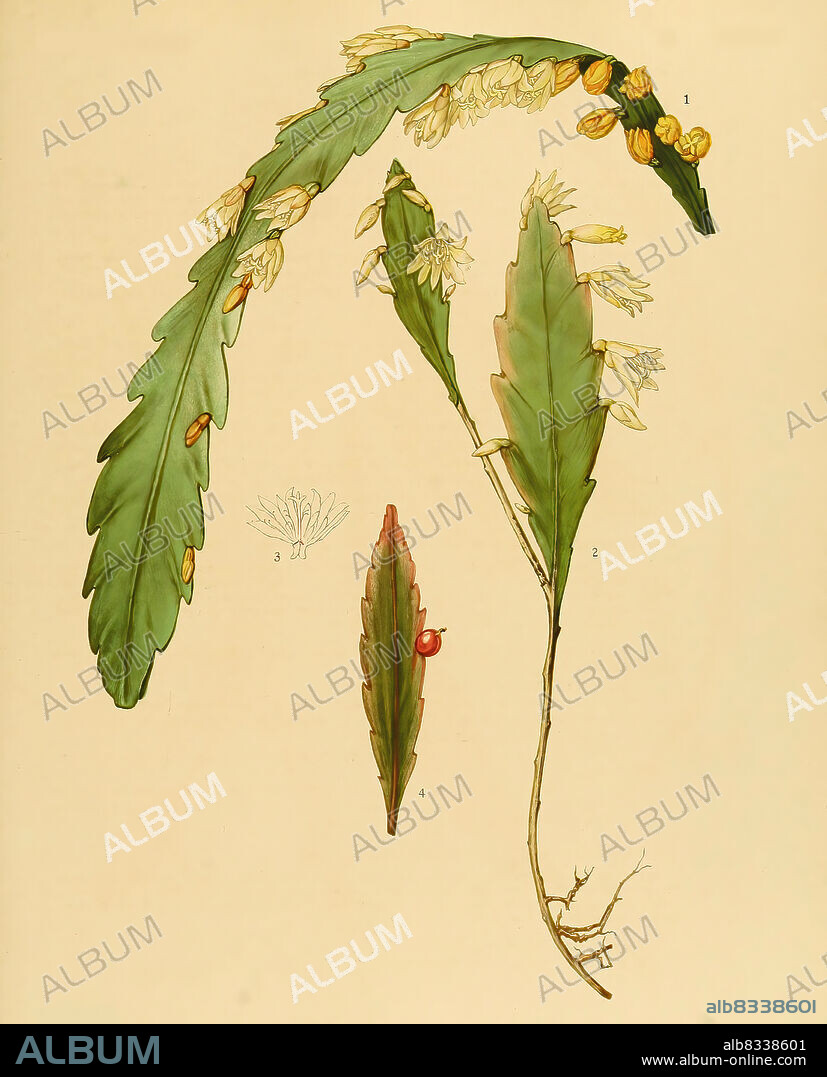 Kakteen und Sukkulenten, 1. Rhipsalis houlletiana, historical, digital improved reproduction of an original from the 19th century / digital restaurierte Reproduktion einer Originalvorlage aus dem 19. Jahrhundert, genaues Originaldatum nicht bekannt.