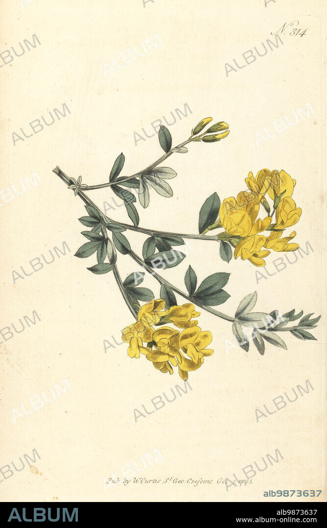 Triangular-stalked genista, Genista triquetra or Spartium triquetrum. Native to Corsica, introduced by John Ord in 1770. Handcoloured copperplate engraving after a botanical illustration from William Curtis's Botanical Magazine, Stephen Couchman, London, 1795.