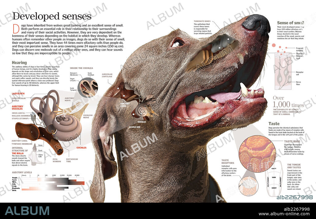 Sentidos desarrollados. Infografía sobre el perro y su sentido del oído, olfato y gusto; todos ellos muy desarrollados en comparación con los del ser humano.