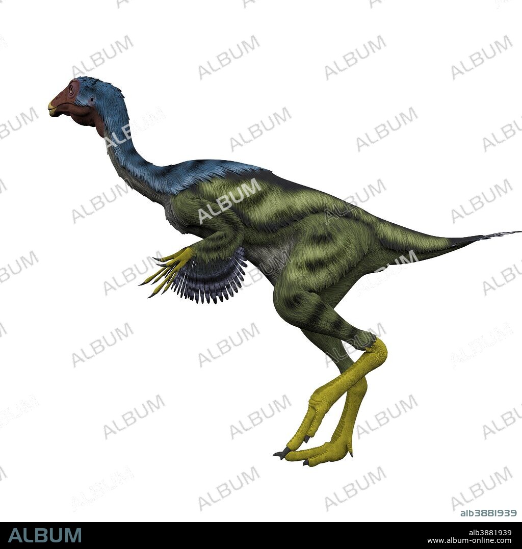 Caudipteryx flightless bird, white background. Caudipteryx was a peacock-sized oviraptor dinosaur that lived in China during the Cretaceous Period.