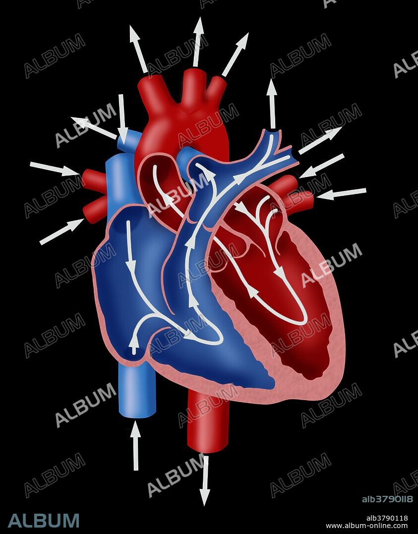 Diagram illustrating the paths of blood flow through the heart. Blood enters the heart through two large veins, the inferior and superior vena cava, emptying oxygen-poor blood from the body into the right atrium. The pulmonary vein empties oxygen-rich blood from the lungs into the left atrium. Blood flows from the atria into the ventricles through the tricuspid valve and the mitral valve. When the ventricles are full, the valves shut. This prevents blood from flowing backward into the atria while the ventricles contract. When they do, blood leaves the heart through the pulmonic valve and the aortic valve.
