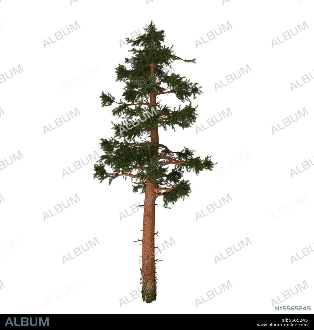 The red fir or silvertip fir is a coniferous evergreen pine tree native to Oregon and California in North America.
