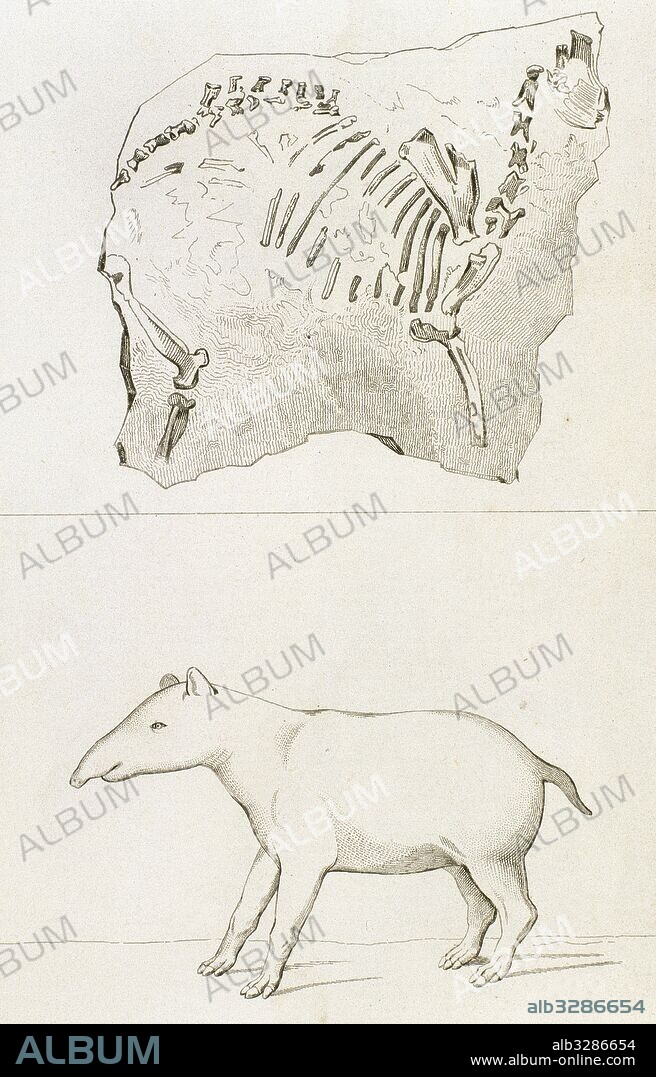 Prehistoria. Palaeotherium minus (bestia antigua) hallado en Francia. Dibujo de Vernier. Grabado por Corbié, 1840.