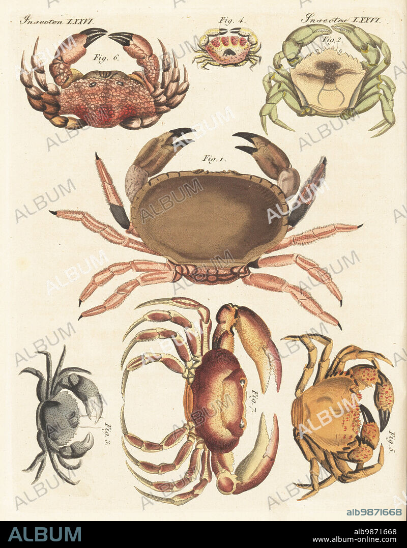 Edible crab, Cancer pagurus 1, green crab, Carcinus maenas 2, hairy crab, Pilumnus hirtellus 3, Mecataleptodius parvulus 4, sea spider, Eriphia gonagra 5, devil crab, Zosimus aeneus 6, and freshwater crab, Potamon fluviatile 7. Handcoloured copperplate engraving from Carl Bertuch's Bilderbuch fur Kinder (Picture Book for Children), Weimar, 1815. A 12-volume encyclopedia for children illustrated with almost 1,200 engraved plates on natural history, science, costume, mythology, etc., published from 1790-1830.