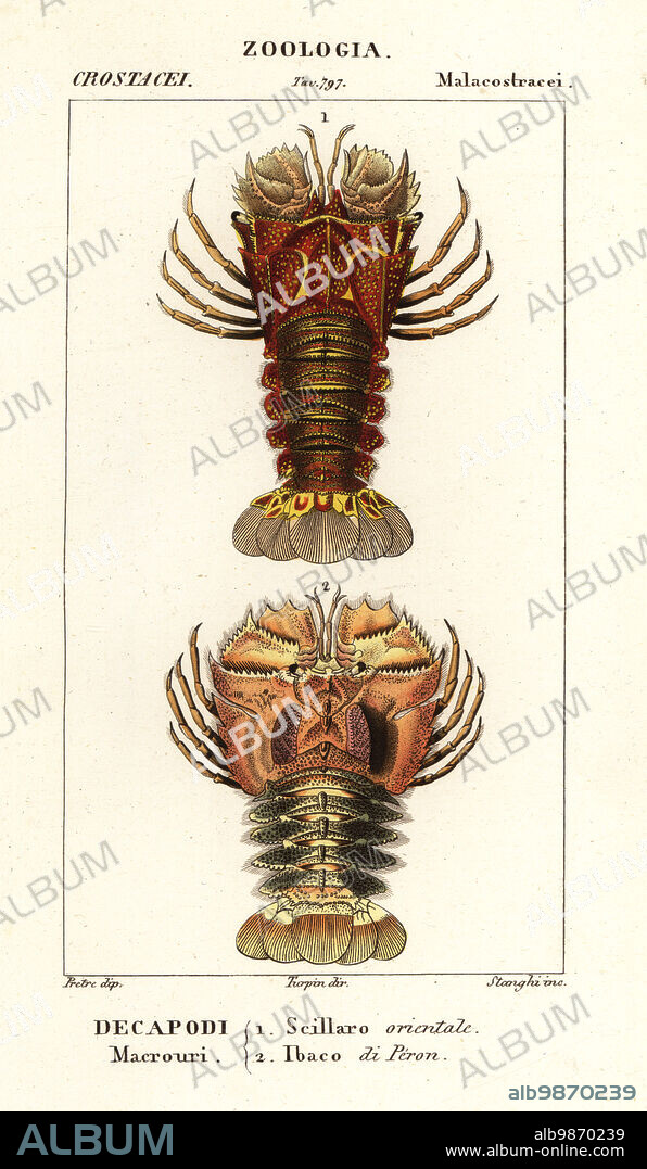 Slipper lobster, Thenus orientalis 1, and butterfly fan lobster, Ibacus peronii 2. Scillaro orientale, Ibaco di Peron. Handcoloured copperplate stipple engraving from Antoine Laurent de Jussieu's Dizionario delle Scienze Naturali, Dictionary of Natural Science, Florence, Italy, 1837. Illustration engraved by Stanhi, drawn by Jean Gabriel Pretre and directed by Pierre Jean-Francois Turpin, and published by Batelli e Figli. Turpin (1775-1840) is considered one of the greatest French botanical illustrators of the 19th century.