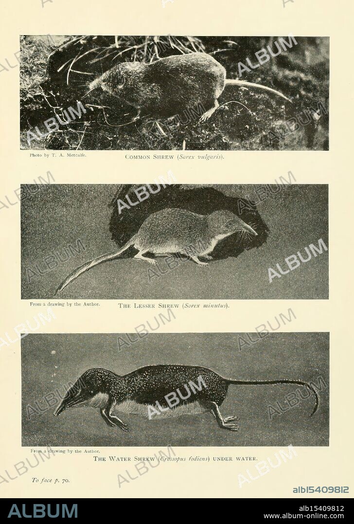 British mammals Sir Harry Johnston London Hutchinson 1903 Great Britain fossil mammals shrew pygmy common shrew pygmy shrew water shrew Eurasian pygmy shrew Sorex minutus Eurasian shrew Sorex araneus Neomys fodiens Eurasian water shrew, The illustration presents three species of shrews, each displayed in distinct views. The top section features the Common Shrew, identifiable by its elongated body and snout. The middle segment showcases the Lesser Shrew, with a similar yet slightly smaller form, highlighting the subtle differences in size and shape. The bottom part depicts the Water Shrew, depicted swimming underwater, emphasizing its unique adaptations for an aquatic lifestyle. Each representation is accompanied by a descriptive label, providing insights into the diversity among these small, insectivorous mammals.