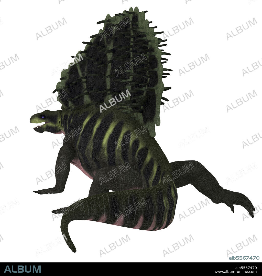 Edaphosaurus dinosaur, rear view. Edaphosaurus was a sailback dinosaur that lived during the Carboniferous and Permian Periods.