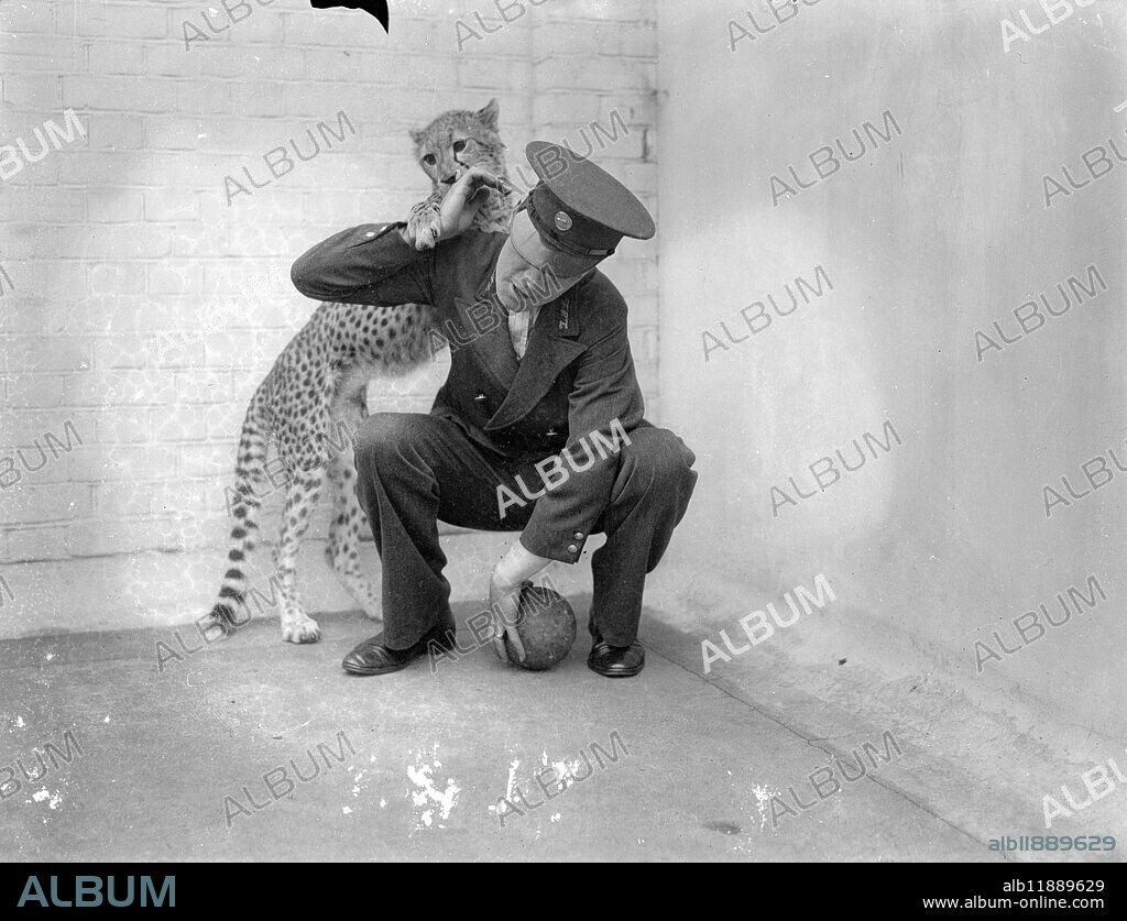 Booxing Betty , zoo cheetah , turns keeper into sparring partner . ' Boxing Betty ' , a year old cheetah is a new attraction at the London Zoo . When the keeper enters her cage , Betty adopts , on four legs , the convetional boxer ' s attitude , circling watchfully . Suddenly she will tackle hime round the knees in the approved wrestling fashion . Betty loves biting but her teeth have ever marked anyone . She is equally happy if her keeper will roll her over on the floor and pummel her . Photo shows , Betty varies her tactics and makes a flying tackle from behind . 8 May 1936.