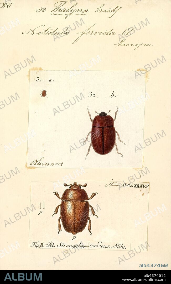 Thalycra, Print, Thalycra is a genus of sap-feeding beetles in the family Nitidulidae. There are at least 20 described species in Thalycra.