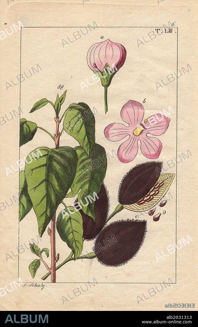 Pink flowered achiote (Bixa orellana) with seed pod and seeds. Food dye and additive. Handcolored copperplate engraving of a botanical illustration by J. Schaly from G. T. Wilhelm's "Unterhaltungen aus der Naturgeschichte" (Encyclopedia of Natural History), Vienna, 1817. Gottlieb Tobias Wilhelm (1758-1811) was a Bavarian clergyman and naturalist in Augsburg, where the first edition was published.