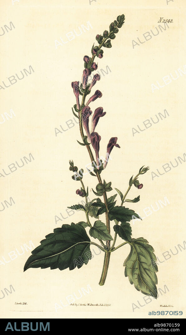 Somerset skullcap, Scutellaria altissima. Tall skull-cap, Scutillaria altissima. Native to the Levant, provided by John Denson at the botanic gardens at Bury St. Edmunds. Handcoloured copperplate engraving by Weddell after a botanical illustration by John Curtis from William Curtis's Botanical Magazine, Samuel Curtis, London, 1825.