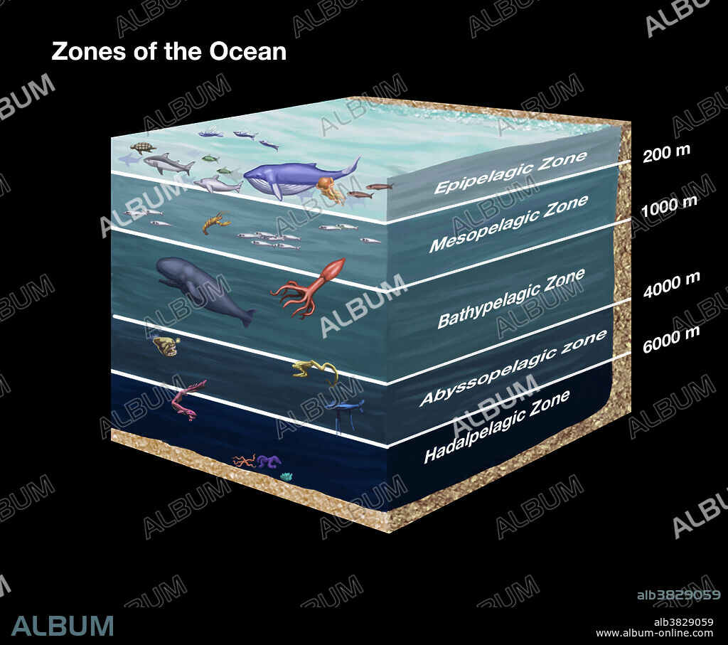 Cross-sectional diagram showing zones of the ocean. From top to bottom: Epipelagic, Mesopelagic, Bathypelagic, Abyssopelagic, and Hadalpelagic.