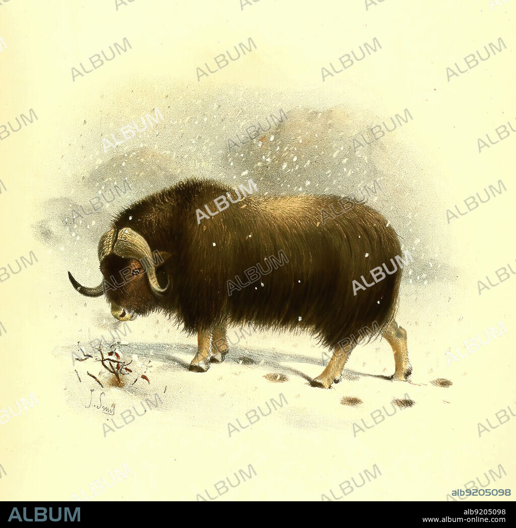 Moschusochse, Ovibos moschatus, auch als Bisamochse oder Schafsochse, Historisch, digital restaurierte Reproduktion einer Vorlage aus dem 19. Jahrhundert / muskox, Ovibos moschatus, musky sheep-ox, musk ox, musk-ox, historical, digital improved reproduction of an original from the 19th century.