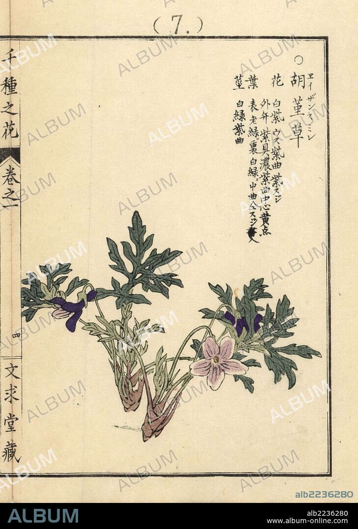 Eizan sumire or eizan violet, Viola eizanensis. Handcoloured woodblock print by Kono Bairei from Senshu no Hana (One Thousand Varieties of Flowers), Bunkyudo, Kyoto, 1900.