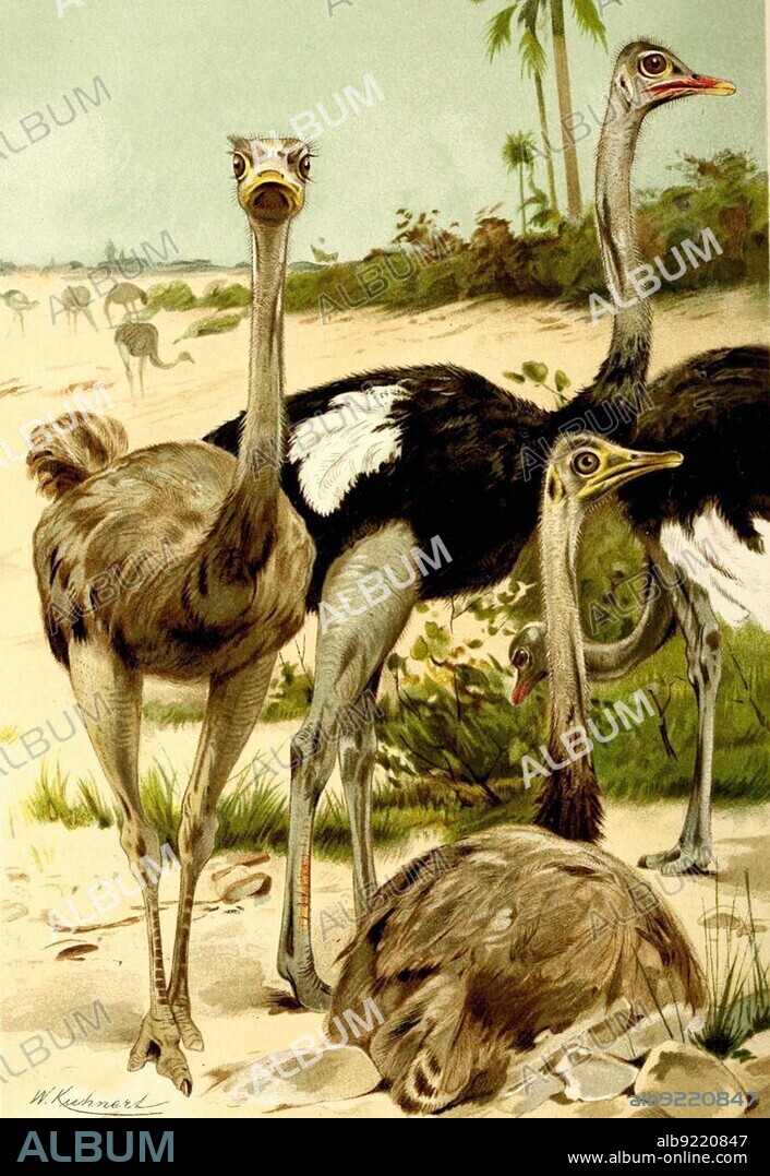 Bird, African ostrich (Struthio) camelu, bird species from the ostrich family, Historical, digitally restored reproduction from a 19th century original.